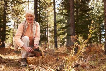 Portrait of senior woman collecting pine cones in a forest