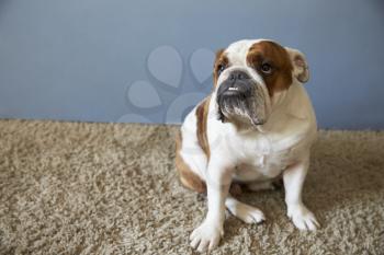 Pet British Bulldog Sitting On Carpet
