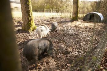 Large Pigs in a Pig Pen
