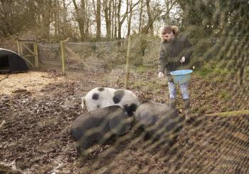 Man Feeding Pigs in a Pig Pen Shot Through Wire Fence