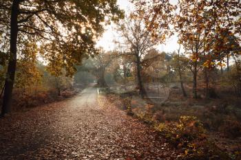 Burnham Beeches, UK - 7 November 2016: Road Through Autumn Trees At Burnham Beeches In Buckinghamshire