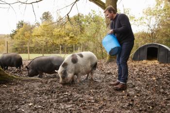 Mature Man Feeding Rare Breed Pigs In Garden