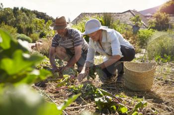 Mature Couple Working On Community Allotment Together