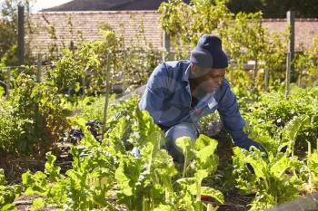 Gardener Working In Community Allotment