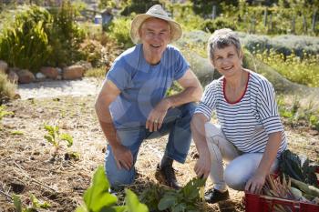 Portrait Of Mature Couple Harvesting Beetroot On Allotment