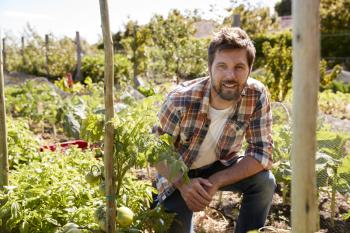 Portrait Of Man Checking Tomato Plants Growing On Allotment