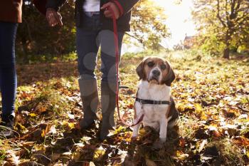 Close Up Of Dog Being Taken For Walk In Autumn Woodland