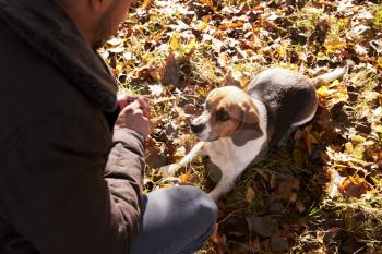 Young Man Exercising Dog In Autumn Woodland