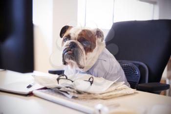 British Bulldog Dressed As Businessman Works At Desk On Computer