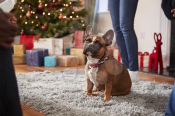 French Bulldog Sitting On Rug By Christmas Tree And Presents