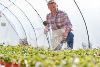 Mature Man Working In Garden Center Watering Plants In Greenhouse