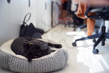 Black Sharpei Puppy Lying On Bed Next To Desk In Office Whilst Owner Works