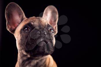 Studio Portrait Of French Bulldog Puppy Against Black Background
