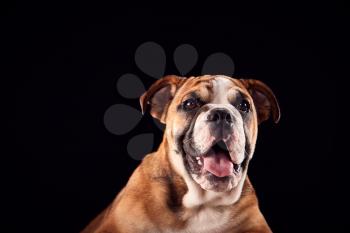 Studio Portrait Of Bulldog Puppy Against Black Background