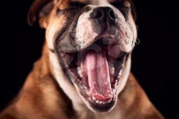 Studio Portrait Of Bulldog Puppy With Open Mouth Against Black Background