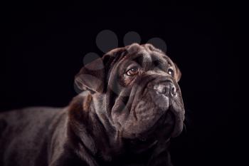 Studio Portrait Of Sharpei Puppy Against Black Background