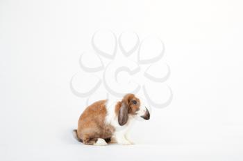 Studio Portrait Of Miniature Brown And White Flop Eared Rabbit Sitting On White Background