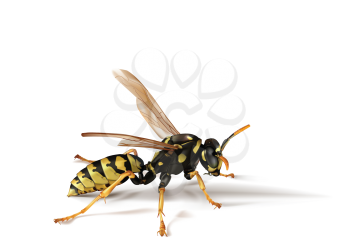 Royalty Free Clipart Image of a Wasp