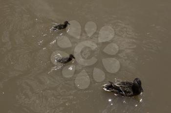 Royalty Free Photo of Ducks in the Water