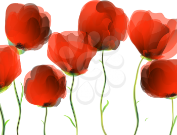 Dancing poppies over white background