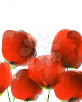 Watercolor red poppies over white background