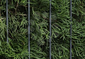 Closeup of beautiful green christmas leaves of Thuja trees between steel bars