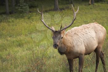 Royalty Free Photo of an Elk
