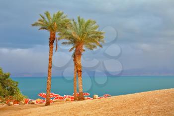 Royalty Free Photo of a Palm Tree Near the Dead Sea