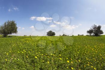 Royalty Free Photo of a Field With Camomiles