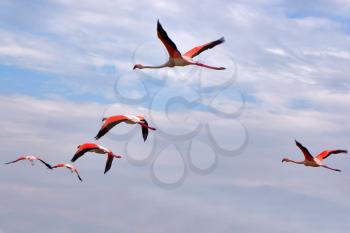 Royalty Free Photo of Flying Flamingos in Kamarg on the Mediterranean Sea Coast
