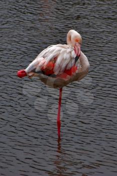 Royalty Free Photo of a Flamingo