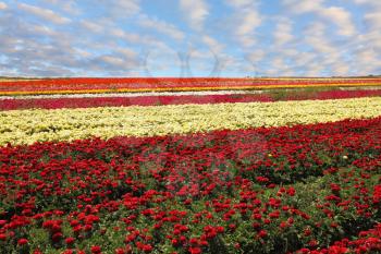 Charming carpet from flowers. The field of yellow and red blossoming buttercups shined with the spring sun
