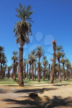 Palm grove in the oasis Furnace Creek in Death Valley