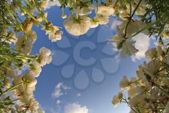 The field of blossoming white buttercups photographed by an objective  Fish eye