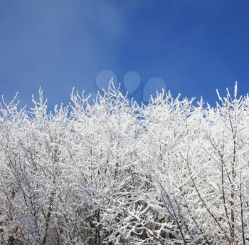 Winter morning in the mountains. Snow-covered tree branches against the blue sky
