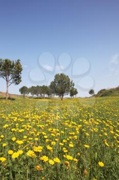 Wonderful serene spring day. Scenic hills, green grass, blooming buttercups and olive trees
