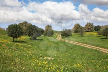 Spring in Israel. Cloud in March at noon, the rural dirt road, field and small trees