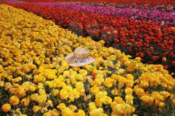 Fashionable ladies' straw hat left on the field of flowers. Field belongs to the farm-growing buttercups for export