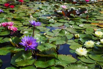 Large pond in the park, overgrown with colored water lilies