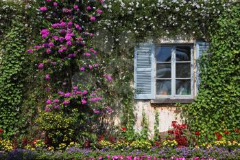 Wall and window, overgrown with flowers, in decorative park on island Izola Bella. Lake Maggiore, Northern Italy