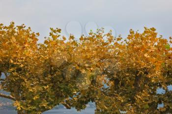 Ornamental trees with yellow leaves.
Villa Balbianella on Lake Como