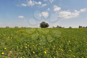 Wonderful serene spring day. Field, green grass, blooming chamomile, picturesque olive trees and light clouds

