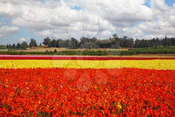 Flower spring in Israel. A huge field flowers on a farm on cultivation of buttercups
