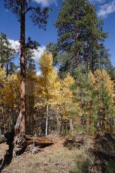Autumn deciduous forest near Grand Canyon