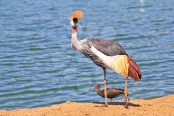  Elegant and graceful bird with magnificent plumage crest on the head. He lives near bodies of water. Park safari in Tel Aviv