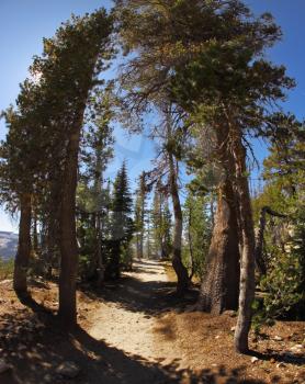 Picturesque tourist route to May lake in mountains of national park Yosemite. It is used lens Fisheye