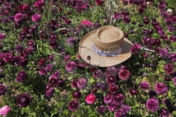 Fashionable ladies' straw hat left on the field of flowers. Field belongs to the farm-growing buttercups for export