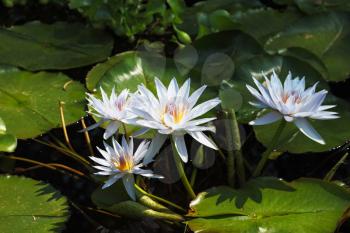 Four white water lilies in large coriaceous leaves on a sunny day