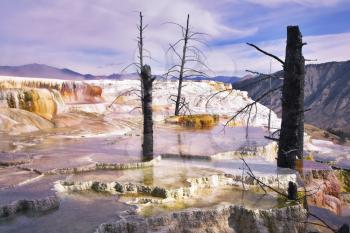 Fantastic pink landscape in Yellowstone national Park