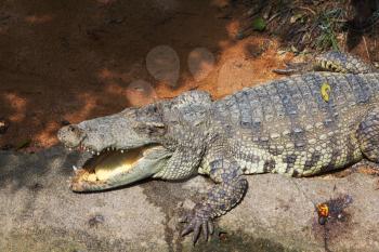 The crocodile is happy. A terrarium in tropical park after feeding of crocodiles
